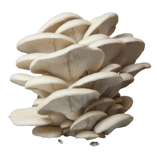 Oyster Mushroom
